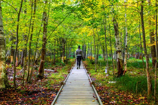 Top 10 Hiking Trails in Maine for Beginners